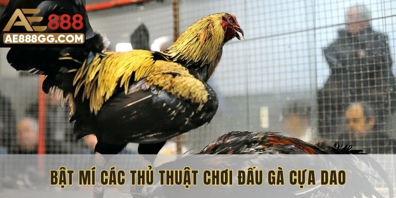 Bật mí các thủ thuật chơi đấu gà cựa dao thành công